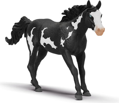 Paint Horse Gelding
