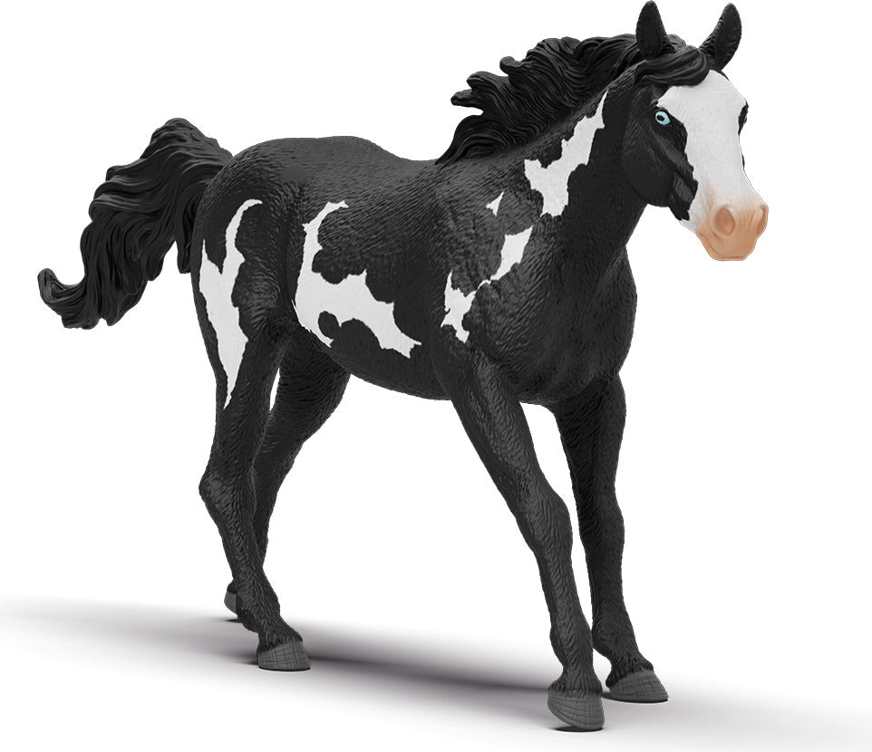 Paint Horse Gelding