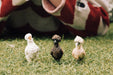 Chicken Friends