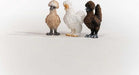 Chicken Friends