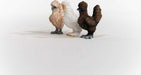 Chicken Friends