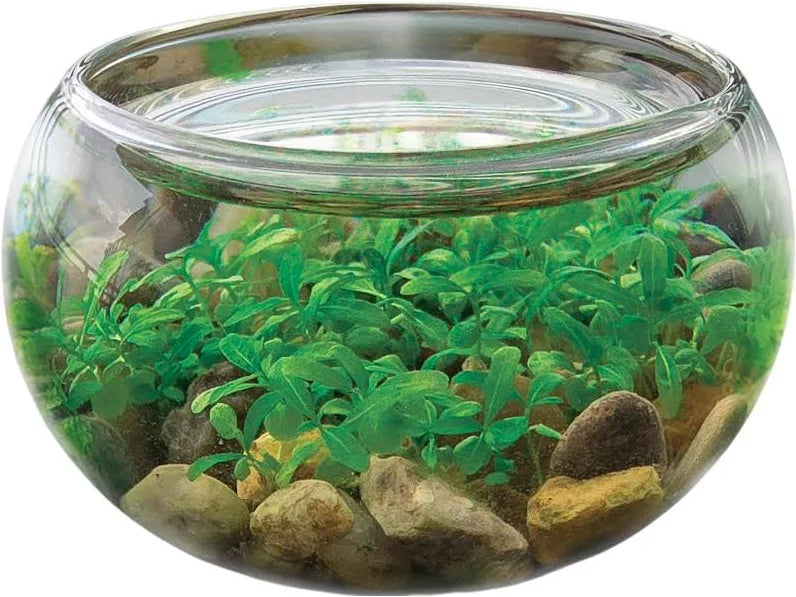 Mini Water Plant Display
