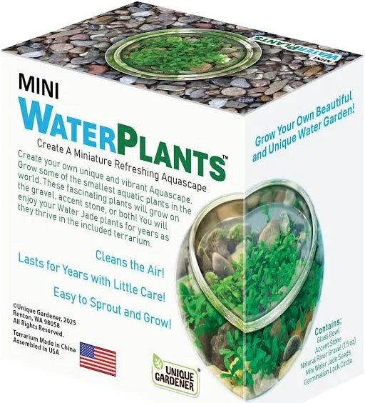 Mini Water Plant Display
