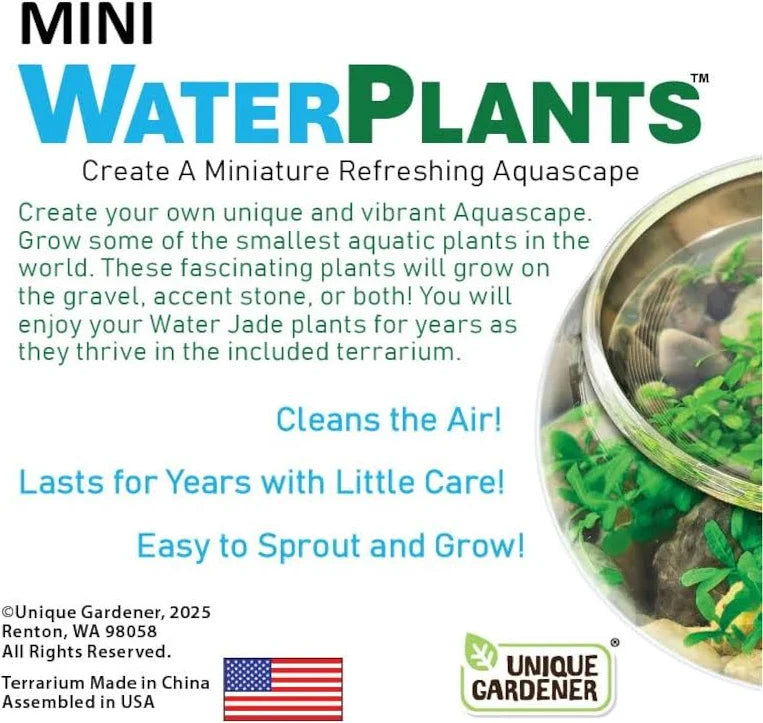 Mini Water Plant Display
