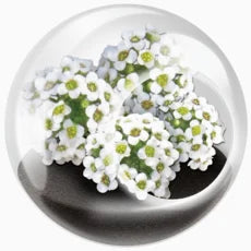 Tiny Terrarium Flowers