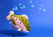 Mini Squishable Rainbow Trout