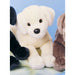 Mandy Yellow Lab