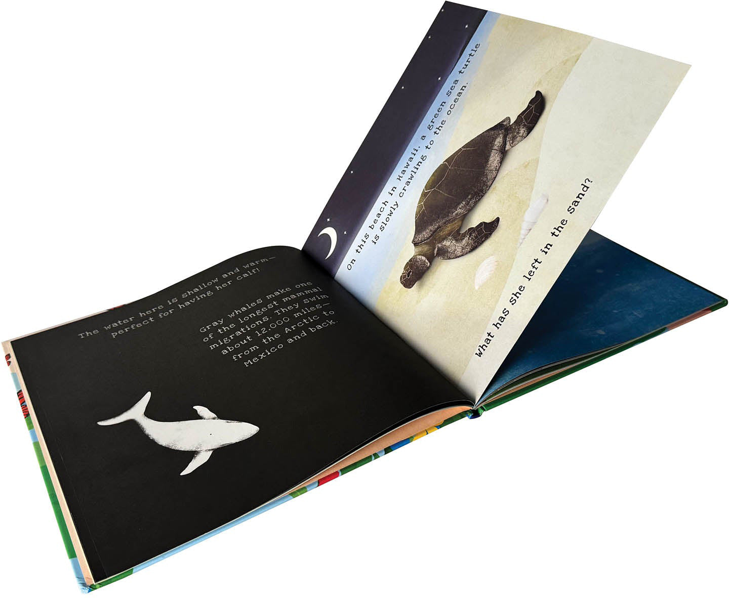 Animal Journeys A Shine-A-Light Book