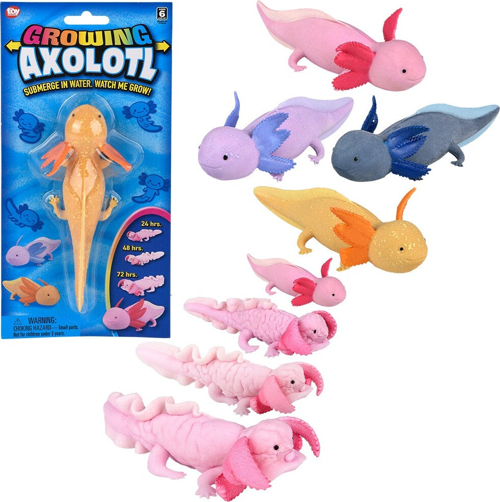 6" Growing Axolotl
