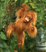 Orangutan, Baby Hand Puppet