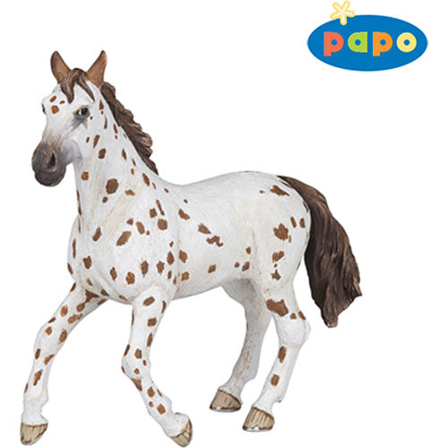 Appaloosa Mare