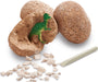 Dig It Up! Dinosaur Eggs -Mw Versions
