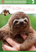 Slow, Slow Sloths