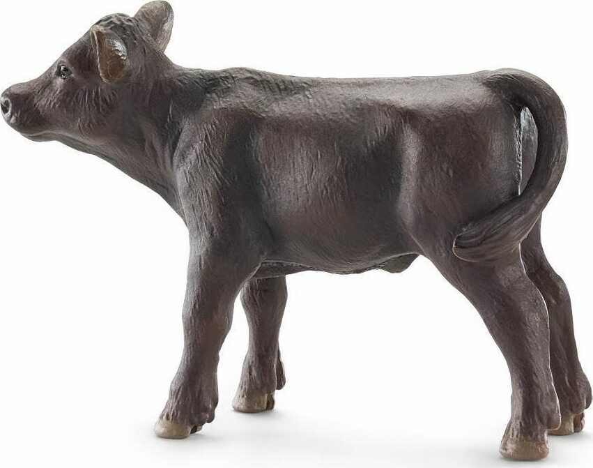 Black Angus Calf