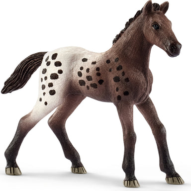 Appaloosa Foal