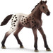 Appaloosa Foal