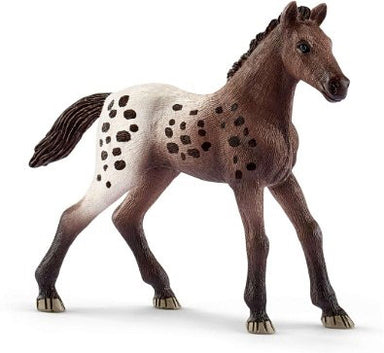 Appaloosa Foal