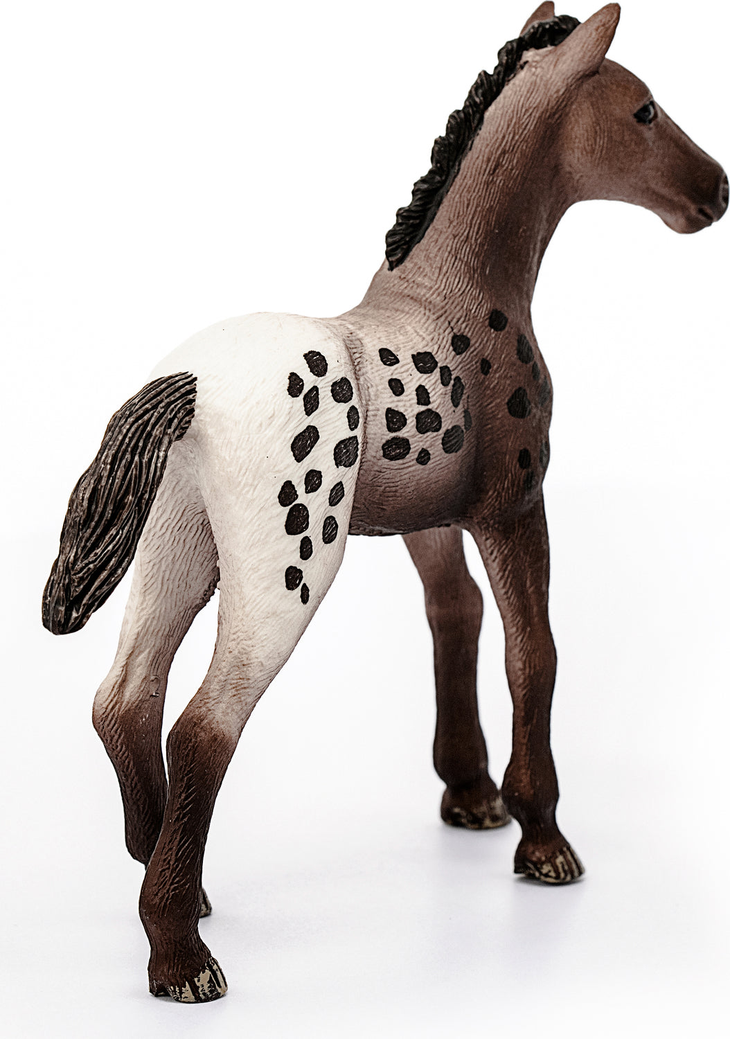 Appaloosa Foal