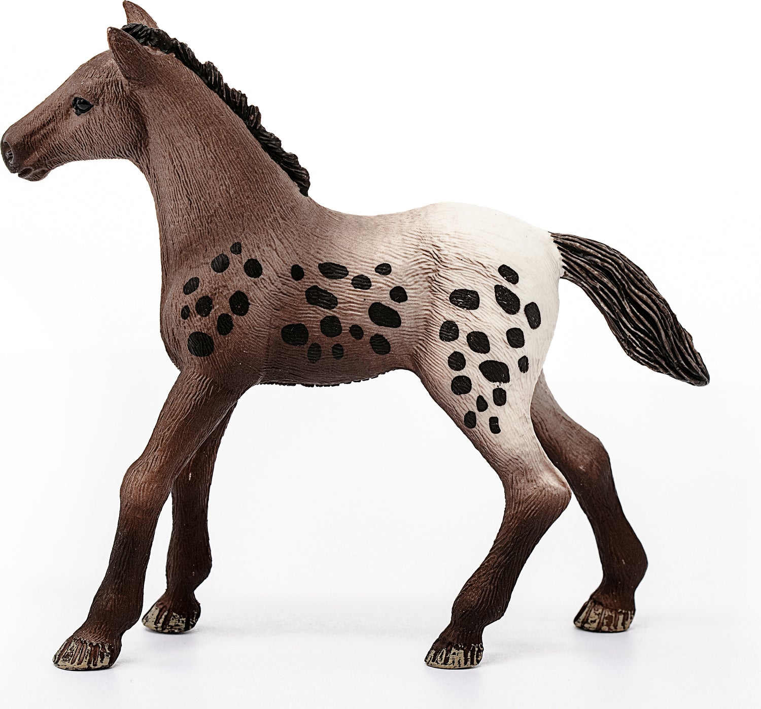 Appaloosa Foal