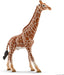 Giraffe, Male