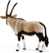 Oryx