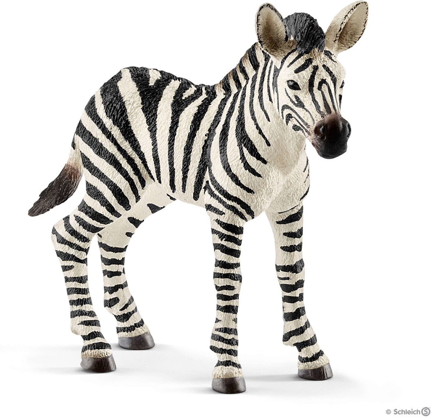 Zebra Foal