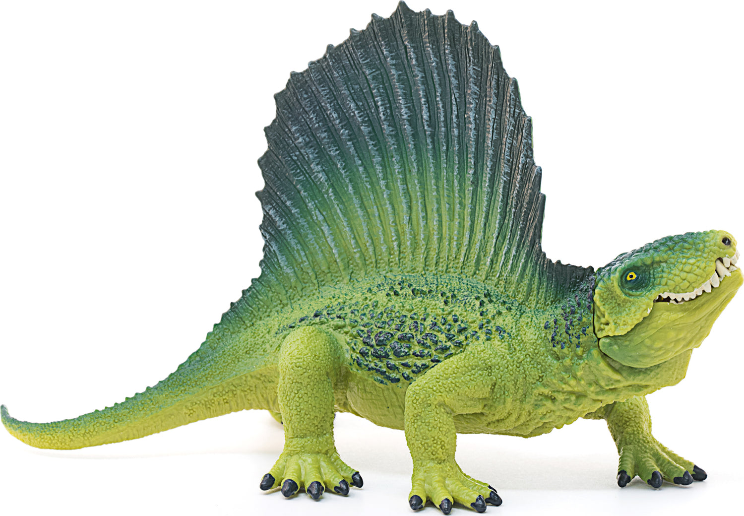 Dimetrodon