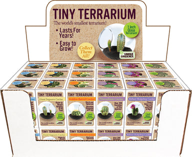 Tiny Terrarium Cactus (assorted)