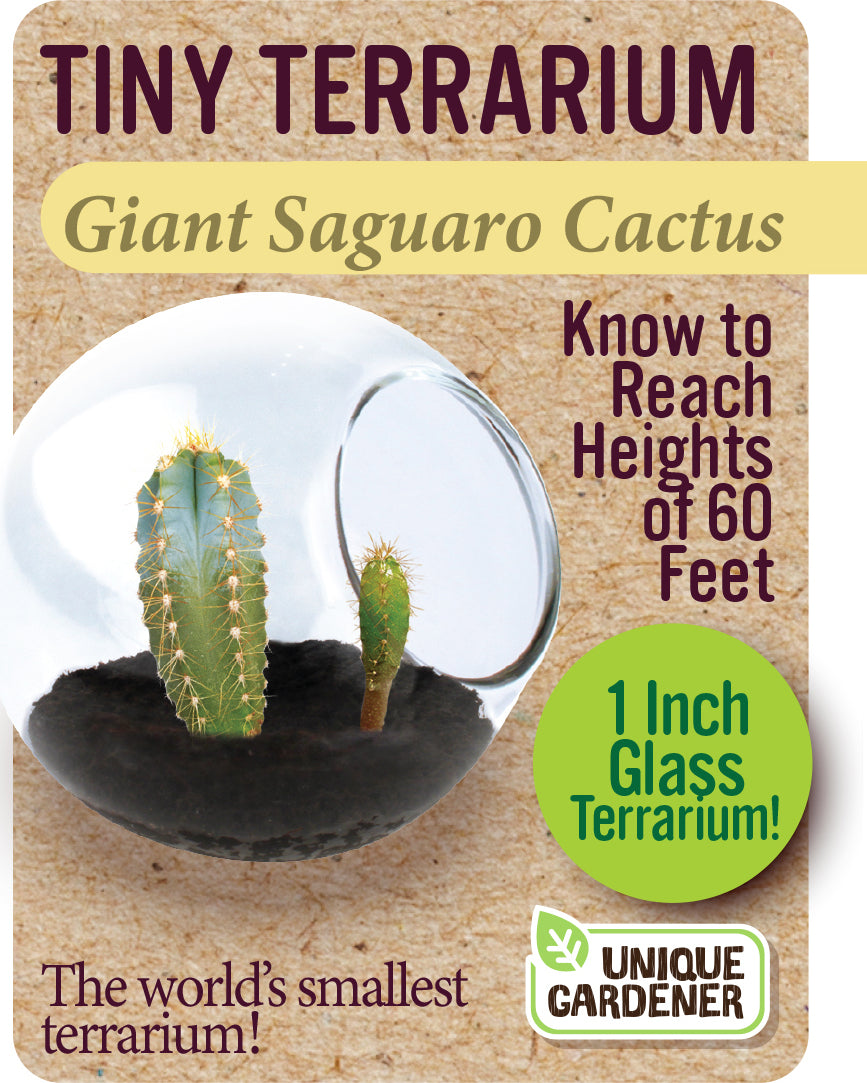 Tiny Terrarium Cactus (assorted)