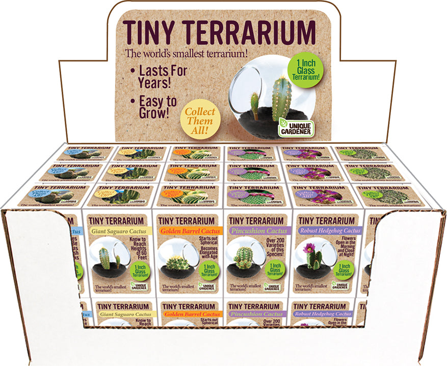 Tiny Terrarium Cactus (assorted)